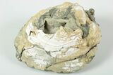 Fossil Clam with Fluorescent Calcite Crystals - Ruck's Pit, FL #191752-2